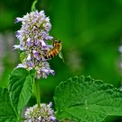 Bee at Work